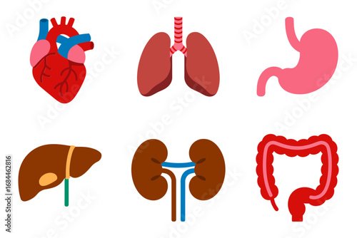 Human anatomy organ illustration pack, medical vector icons heart lungs stomach liver kidneys intestines, healthcare educational graphics design