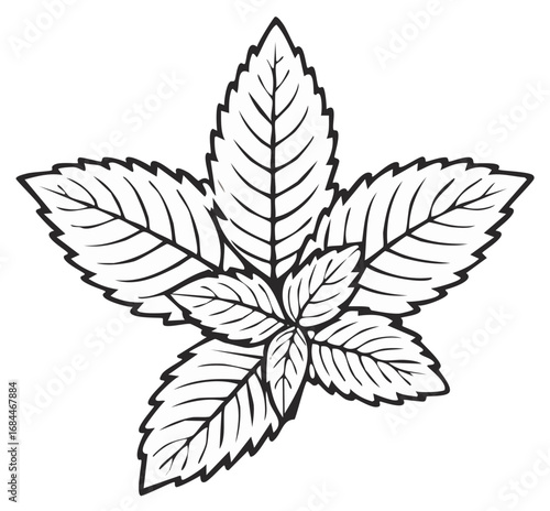 Fresh mint sprig botanical illustration in a black and white line art style