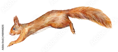 Watercolor illustration of red squirrel (Sciurus vulgaris). The illustration shows a rodent in mid-leap, suspended in flight. Hand-painted forest animal on white background.