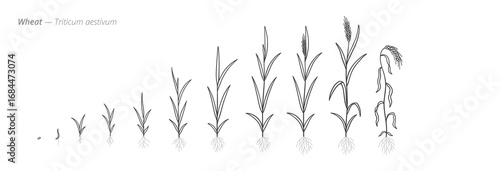 Growth stages of wheat from seeds to harvest time. Botanical monochrome black and white hand drawn vector Illustration