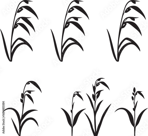 Oat Plants Silhouettes