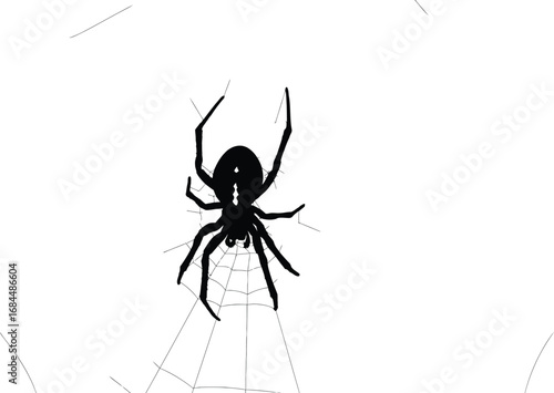 Black spider web, a creepy and scary halloween arachnid with a deadly venom and a toxic bite