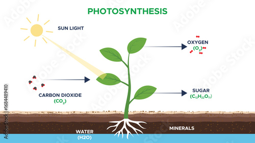 Photosynthesis Process in Plants Explained with Green Leaves and Sunlight