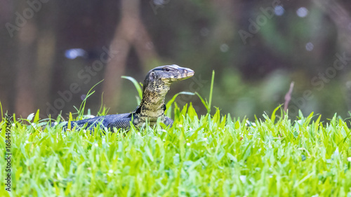 Varanus salvator, commonly known as the Water Monitor, is a large species of monitor lizard found in South and Southeast Asia.
