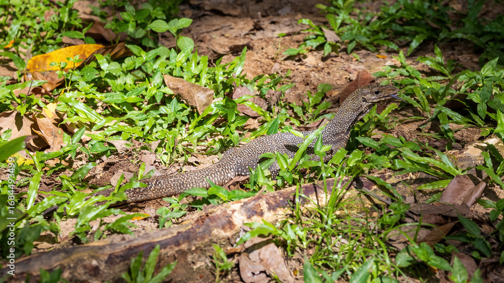 Obraz premium Varanus salvator, commonly known as the Water Monitor, is a large species of monitor lizard found in South and Southeast Asia.