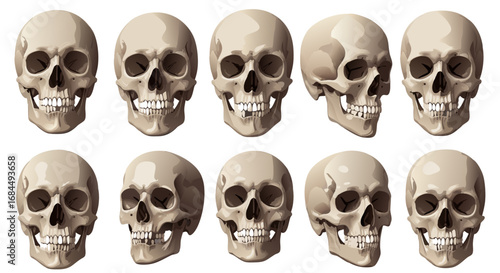 Vector SVG Illustration of Human Skulls in Flat Minimalist Style with Monochrome Beige Colors for Medical or Educational Use