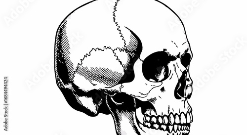 Line Art Vector SVG Illustration of Human Skull in Minimalist Style with Black and White Color Scheme for Medical or Artistic Use
