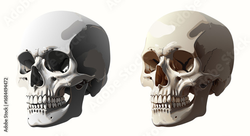 Realistic Skull Vector SVG Illustration with Shaded Organic Forms in Natural Colors for Artistic and Medical Design