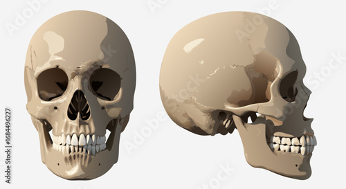 Vector Realistic Skull SVG Illustration with Anatomical Detail in Modern Flat Style for Digital Design