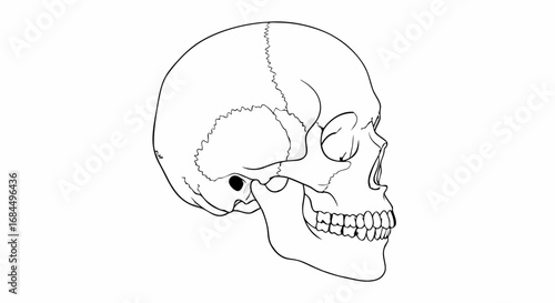 Vector Minimalist Line Art SVG Illustration of Human Skull with Black Eye Socket in Modern Flat Style for Medical or Educational Use