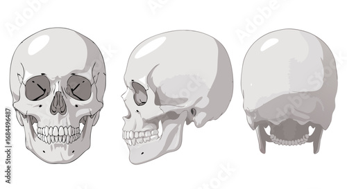 Minimalist Vector SVG Illustration of Skulls with Monochrome Gray Palette in Flat Design Style for Web and Digital Applications