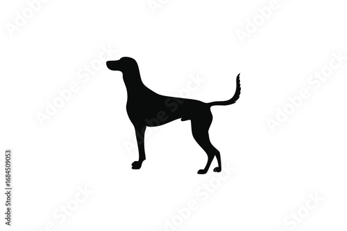 Elegant black silhouette of a slender greyhound dog standing proudly isolated on white background silhouette