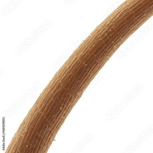 Single human hair strand, extreme magnification, detailed overlapping cuticle layers and texture, isolated on a smooth transparent background, revealing biological complexity