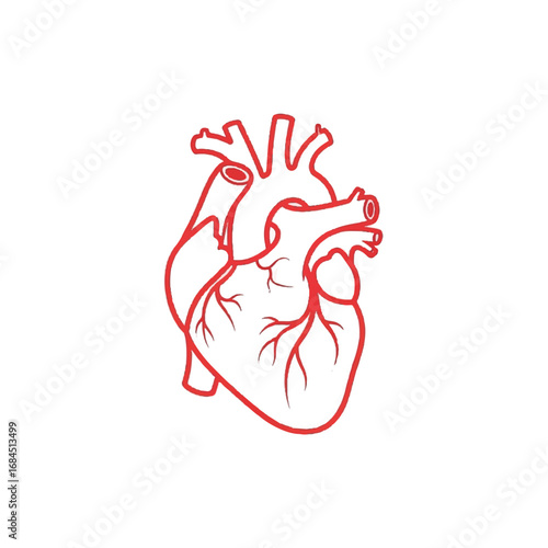 Human heart anatomy outline illustration.