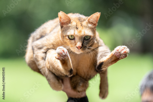 Cat being held in a person's hand
