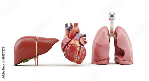 Realistic 3D Renderings of Human Organs Including Liver Heart and Lungs with Detailed Anatomy and Textures Against a White Background