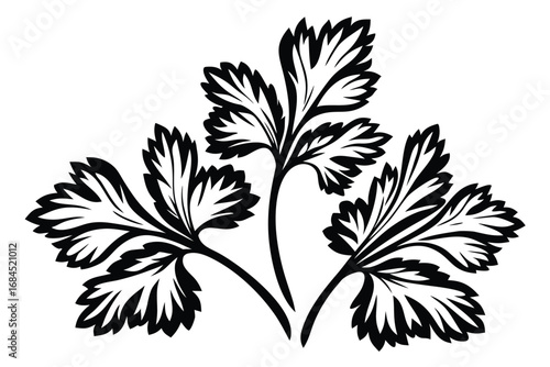 Black and White Parsley Leaves on White Background, Herb Design