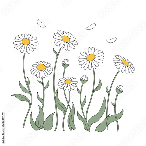 Delicate white daisy flowers with green stems and leaves in a field on a white background with subtle petal details floating