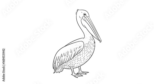 Elegant line art illustration of a pelican, perfect for wildlife coloring pages or educational
