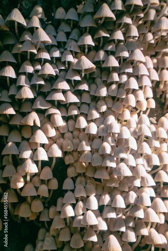 The Coprinellus disseminatus mushroom on a tree