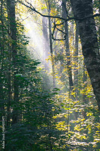 The sun's rays penetrate through the tree canopy.