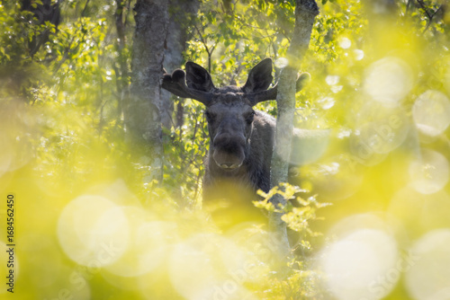 Moose bull (Alces alces) in forest looking into camera – impressive wildlife in Nordic nature.