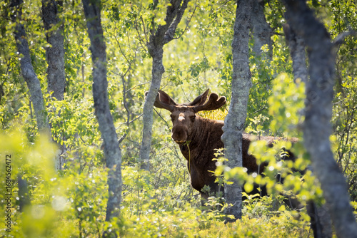 Moose bull (Alces alces) in forest looking into camera – impressive wildlife in Nordic nature.