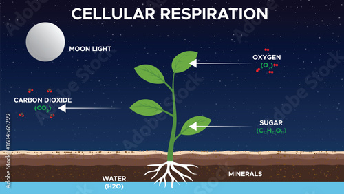 Cellular Respiration Process in Biology Illustration Concept