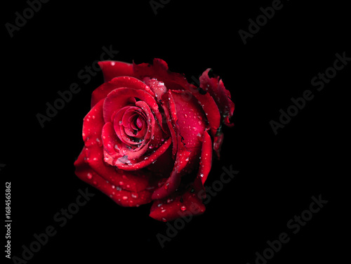 The Rose in the Storm