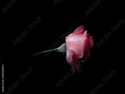The Rose in the Storm