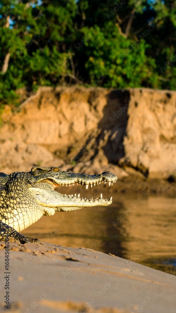 Obraz premium Crocodile at Riverbank