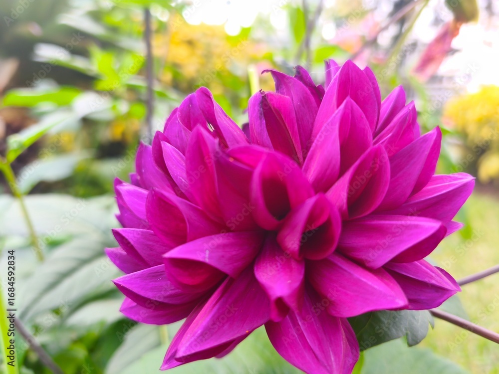 Fototapeta premium A close-up shot of a vibrant purple dahlia flower with intricate petals in full bloom, set against a softly blurred green garden background.