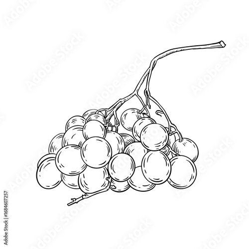 Vector hand drawn line art bunch of grapes on white background.