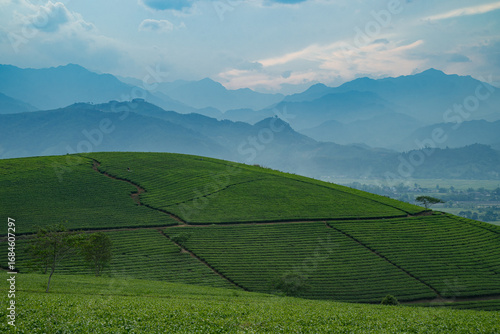 Sipping tea on a green mountain, I gaze over the vast field and lush farm, where nature thrives and every plant adds life to the breathtaking landscape.