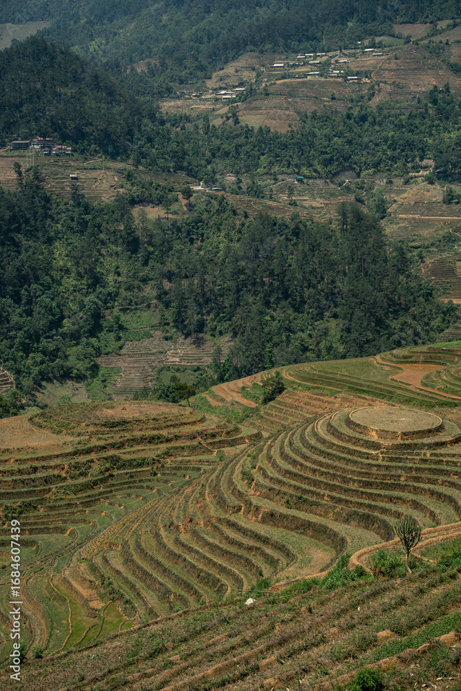 Fototapeta premium Terrace fields blanket the green mountains of Vietnam, where rice agriculture thrives-an iconic Asian landscape that draws nature and travel lovers alike.