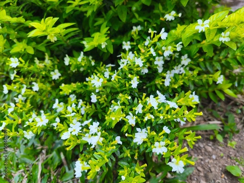 A close-up view of a dense bush covered in small white flowers and vibrant green leaves.