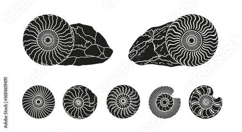 ammonite fossils, spiral shells, ancient ocean life, natural history, paleontology, extinct creatures, stone, rock, collection