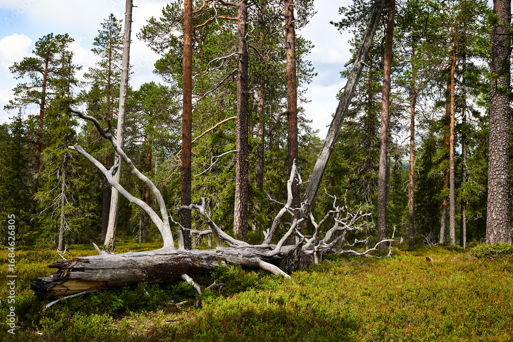Obraz premium trees in the forest