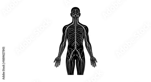human anatomy nervous system, spinal cord, detailed illustration, medical, science