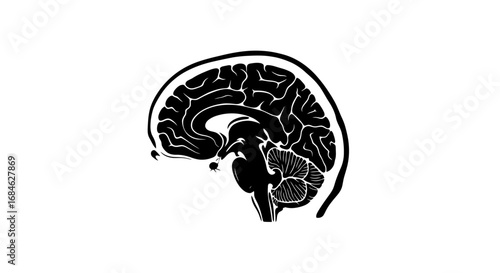 human brain anatomy, sagittal view, detailed illustration, medical, science, black silhouette, neurology
