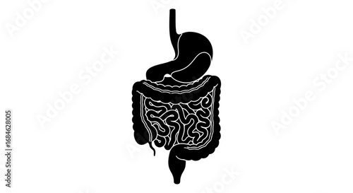 human digestive system anatomy stomach, intestines, and organs illustration