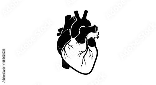 human heart anatomy, black and white illustration, medical design, organ, healthcare, love symbol, graphic, silhouette, detailed, art