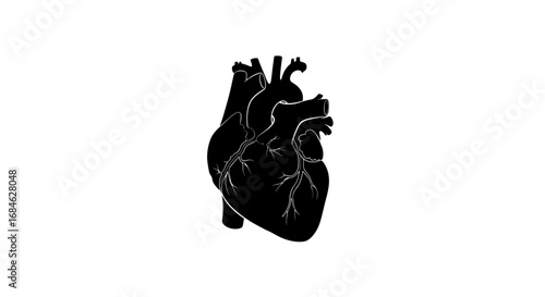 human heart anatomy silhouette, black, detailed, medical illustration, organ, love, health, medical, graphic