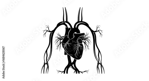human heart anatomy, black silhouette, vascular system, detailed illustration, medical, biology, science
