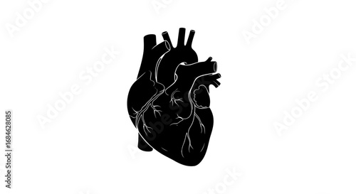 human heart silhouette, anatomy, medical, health, love, organ, cardiac, black, detailed, illustration
