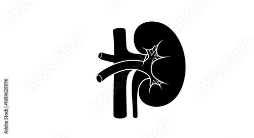 human kidney anatomy illustration, black silhouette, medical, healthcare, organ, biology, science