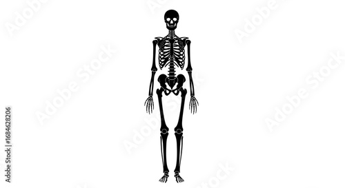 human skeleton illustration, anatomical drawing, detailed bones, skeletal structure, medical illustration, halloween, xray, gothic, death, scary, spooky, horror