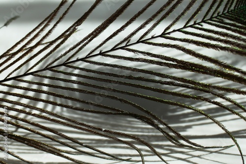 Intricate Peacock Feather Close-Up. Detailed Texture and Subtle Rainbow Color on White Background.