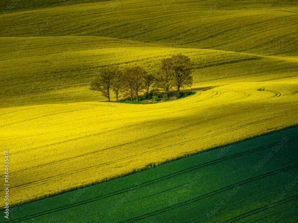 Fototapeta premium Trees in a Vibrant Yellow Field