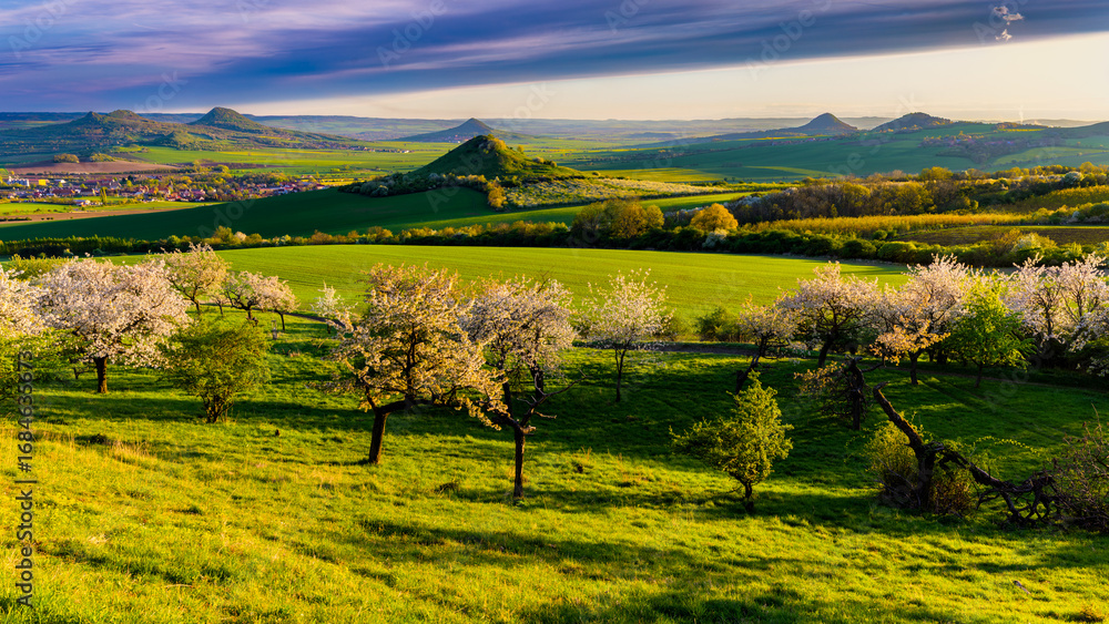 Obraz premium Cherry orchard in bloom at sunset with scenic view of volcanic hills in Central Bohemian Uplands, Czech Republic, during springtime. 